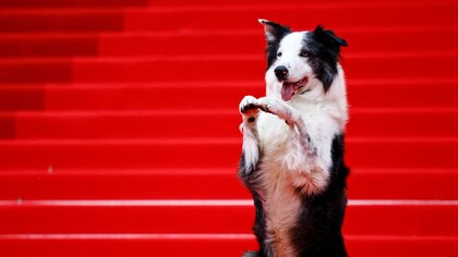 Messi, el perro actor, hizo su debut en el festival de Cannes